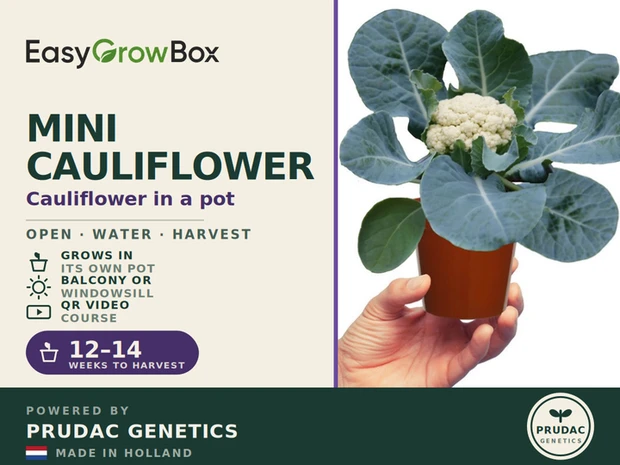 Mini Cauliflower — Front