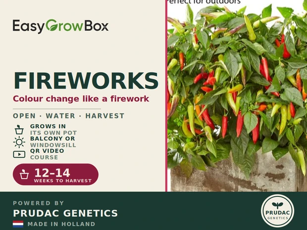 Floral Spinners Fireworks — Front