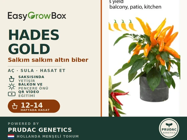 Peppers from Hades Gold — Ön yüz