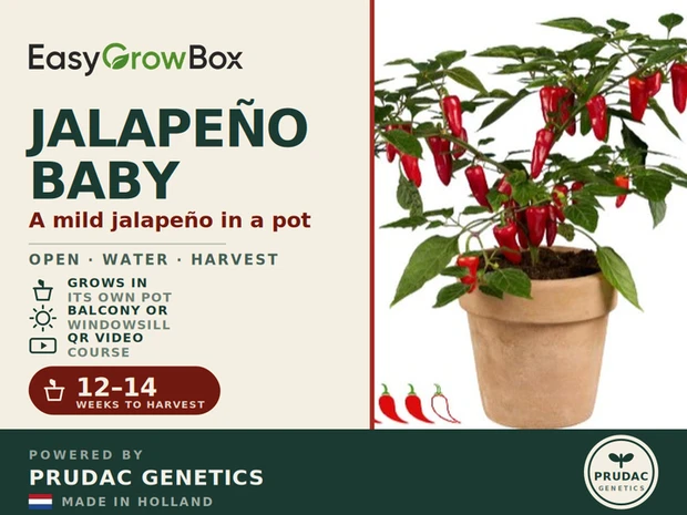Jalapeño Baby — Front