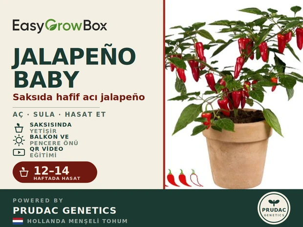 Jalapeño Baby — Ön yüz