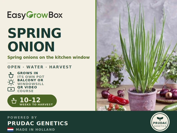 Spring Onion Victory — Front