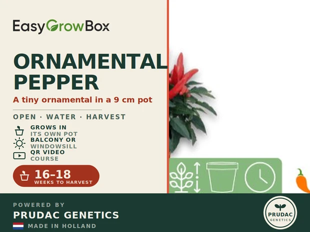 Ornamental Pepper Joy — Front