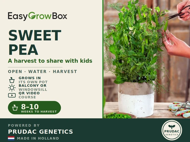 Sweet Pea — Front