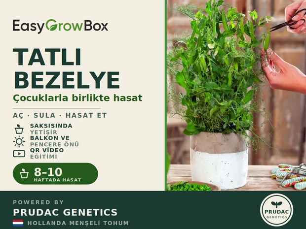 Tatlı Bezelye — Ön yüz