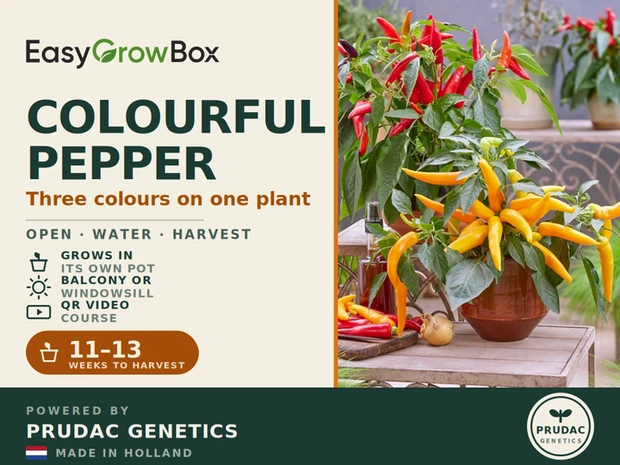 Colourful Pepper — Front