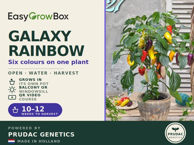 Galaxy Rainbow — Front