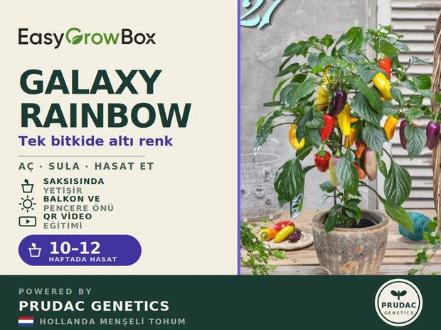 Galaxy Rainbow — Ön yüz