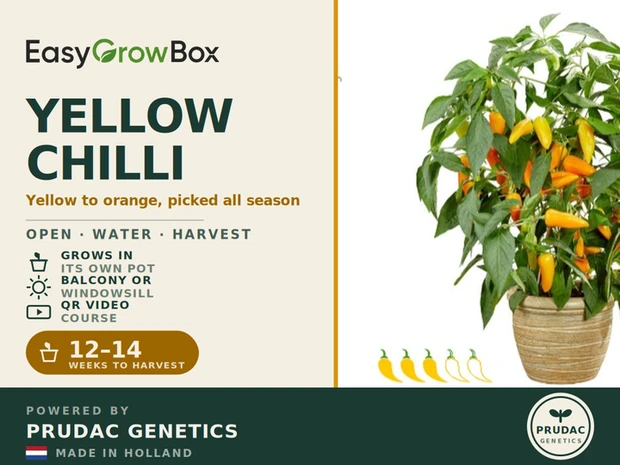 Spicy Jane Yellow — Front