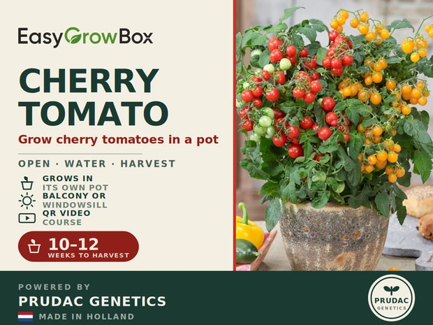 Cherry Tomato — Front