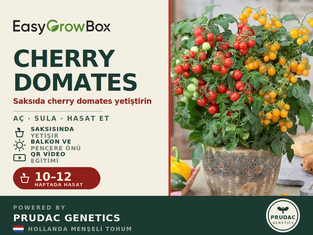 Cherry Domates — Ön yüz