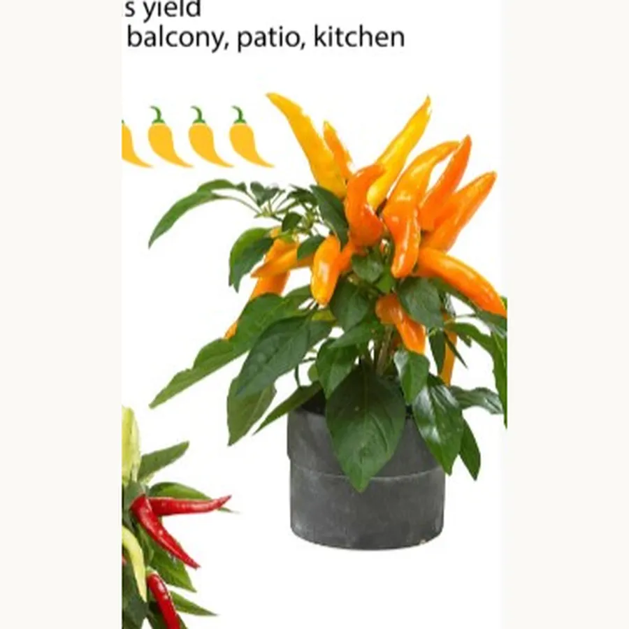 Peppers from Hades Gold — Hasat