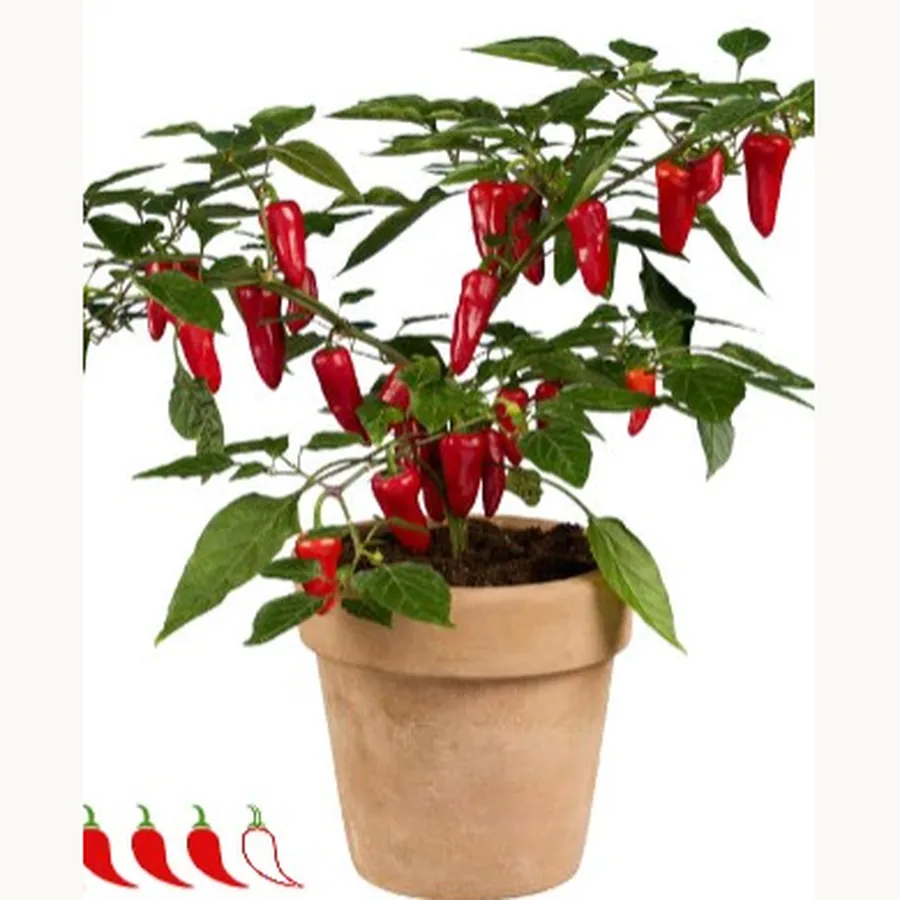 Jalapeño Baby — Hasat