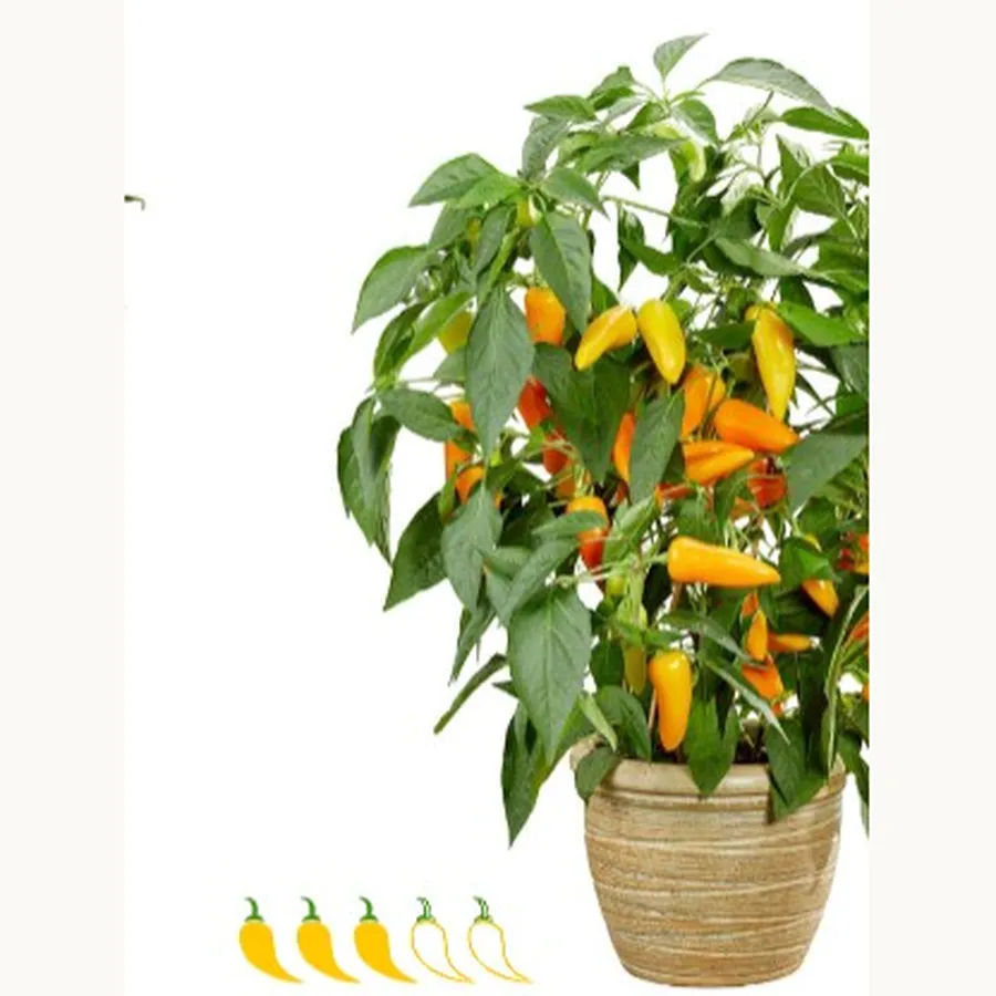 Spicy Jane Yellow — Hasat